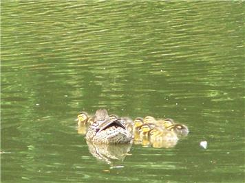 Duck and ducklings on Bredgar pond - Ducklings on the pond
