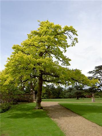 Quercus Concordia (Golden Oak) fully grown - Planting in Jubilee Gardens