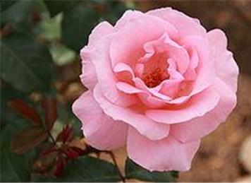 Queen Elizabeth II Rose - Planting in Jubilee Gardens